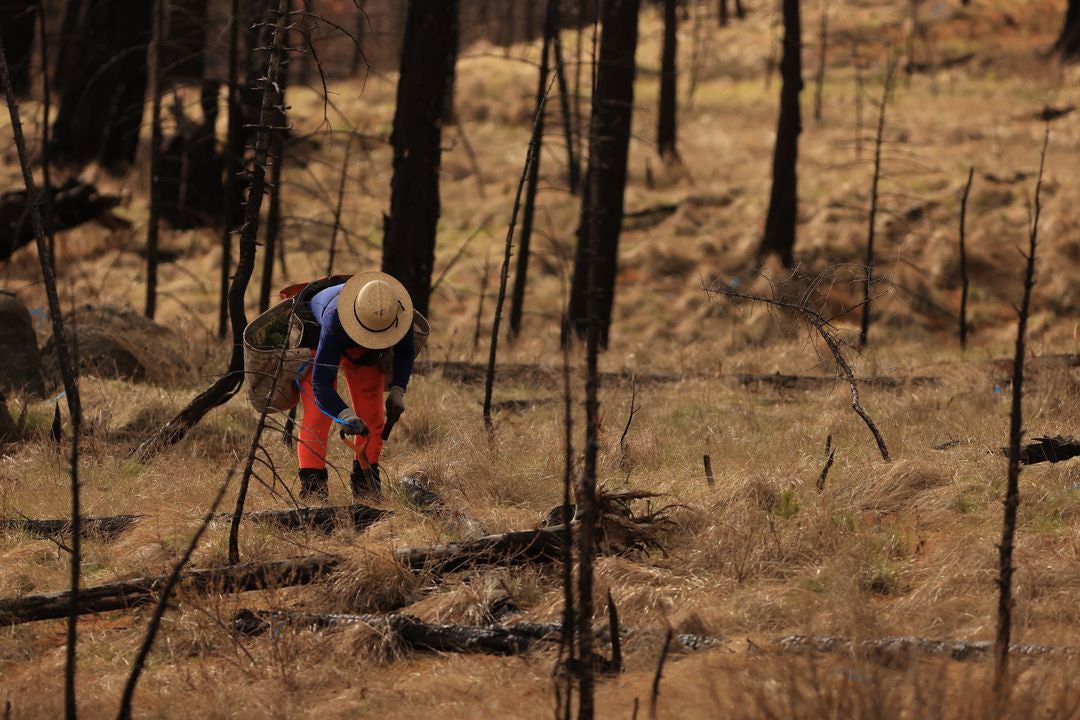 files/tree-planting-forest-worker.webp