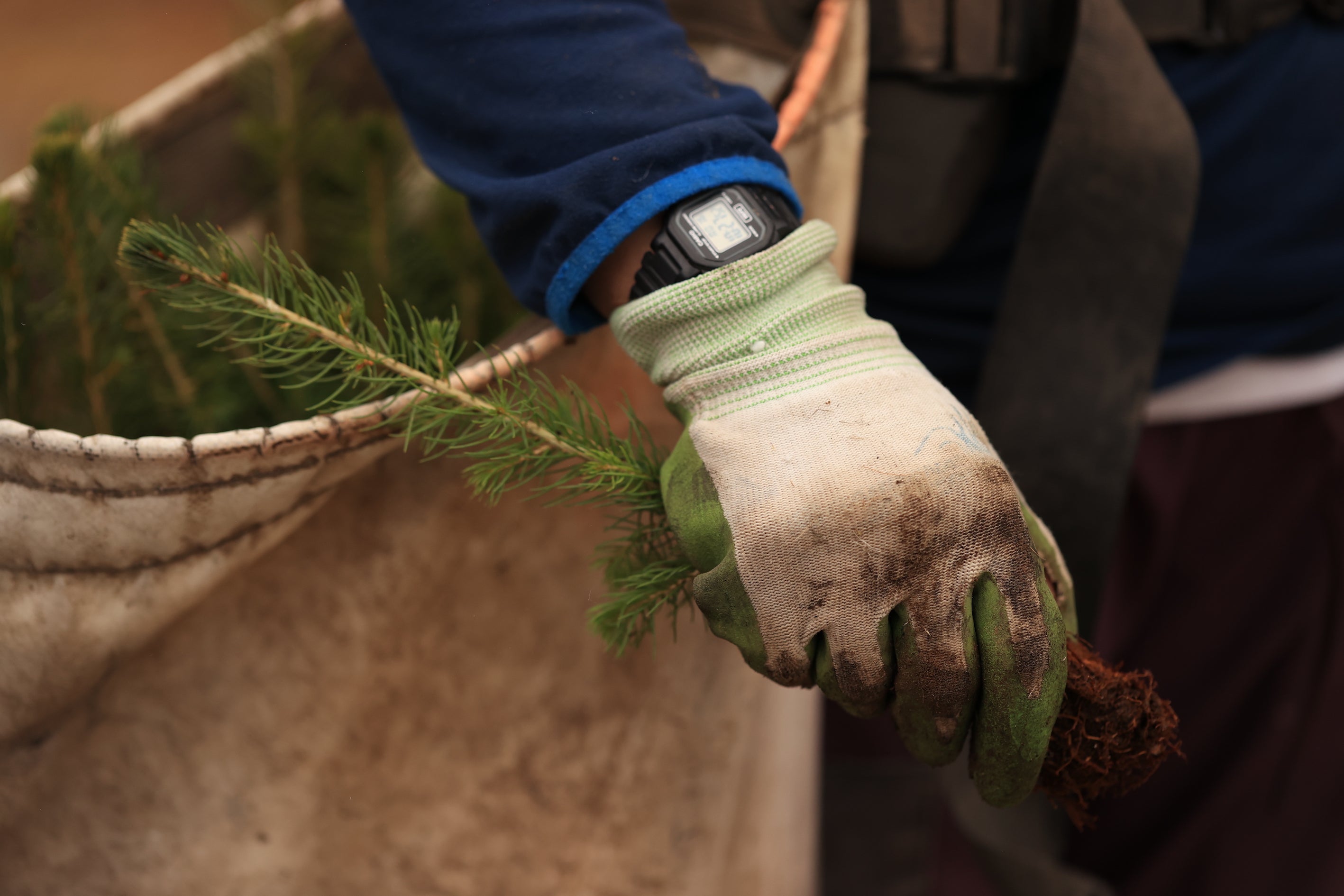 files/tree-planting-gloved-hand.webp